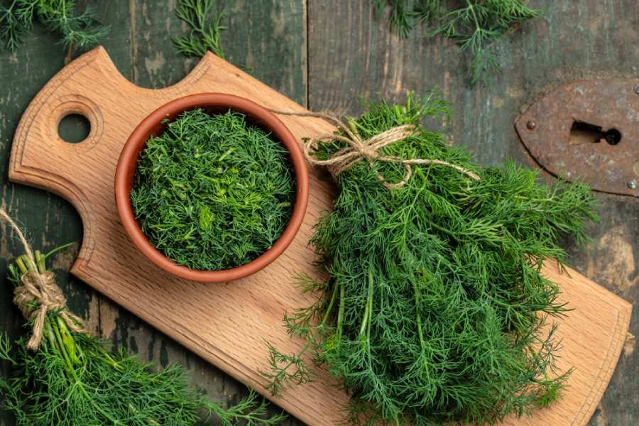 خواص درمانی شوید خشک